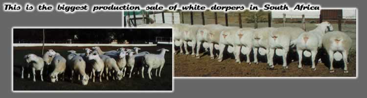 Biggest sale of white dorpers in SA