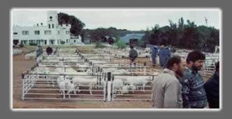 Yearly production sale - Kasteel White Dorpers