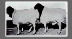 Blackhead Dorpers of the old days