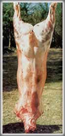 Carcass of white dorper from Kasteel