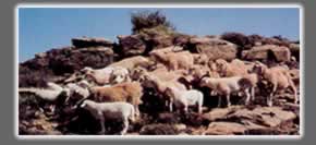 Hillside view of a flock of sheep