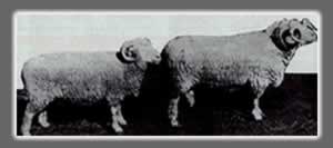 Merino Sheep