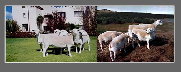 Typical Kasteel White Dorpers